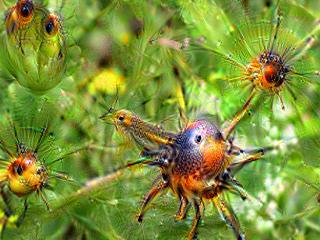 NVIDIA Jetson Nanoで Google DeepDreamを動かしてキモイ絵を量産する方法