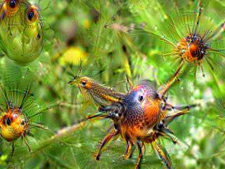 NVIDIA Jetson Nanoで Google DeepDreamを動かしてキモイ絵を量産する方法