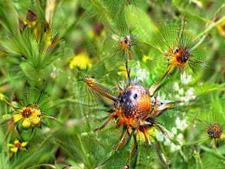 NVIDIA Jetson Nanoで Google DeepDream NVCaffeを動かしてキモイ絵を量産する方法