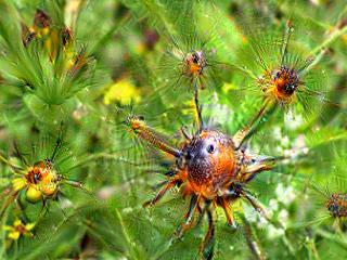 NVIDIA Jetson Nanoで Google DeepDream NVCaffeを動かしてキモイ絵を量産する方法