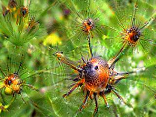 NVIDIA Jetson Nanoで Google DeepDream NVCaffeを動かしてキモイ絵を量産する方法