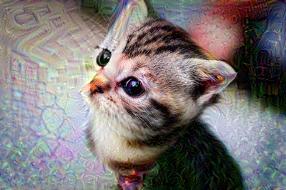 kitten_100.jpg