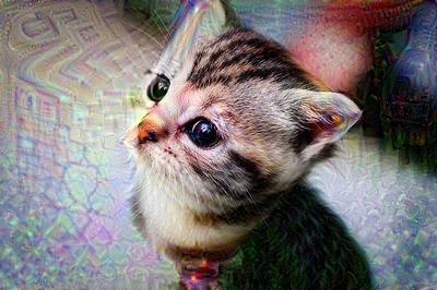 kitten_110.jpg