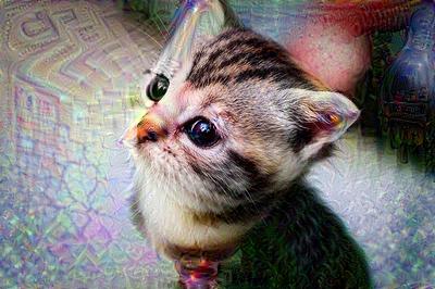 kitten_120.jpg