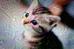 kitten_20.jpg