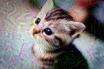kitten_40.jpg