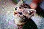 kitten_60.jpg