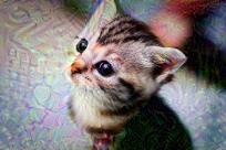 kitten_70.jpg
