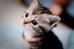kitten_1.jpg
