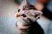 kitten_10.jpg
