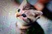 kitten_30.jpg