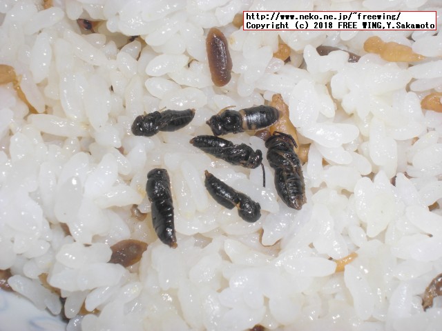 蜂の子 花九曜煮