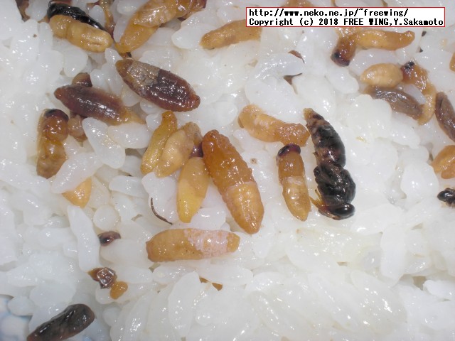 蜂の子 花九曜煮