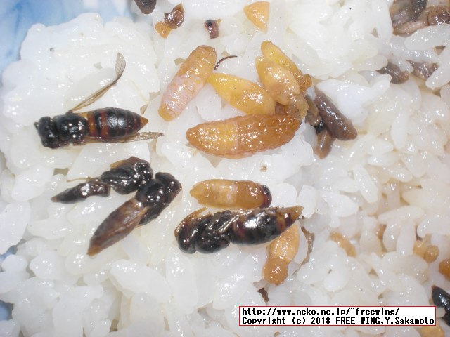 蜂の子 花九曜煮