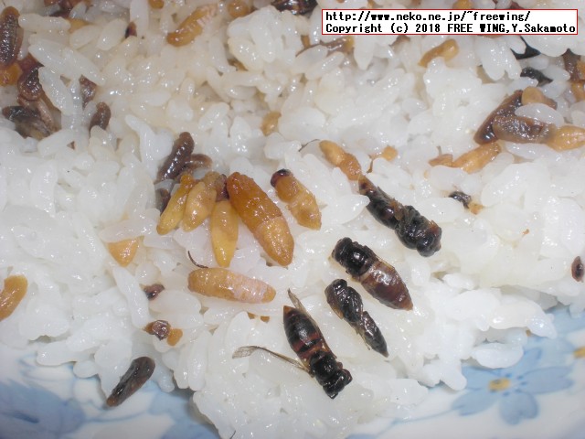 蜂の子 花九曜煮