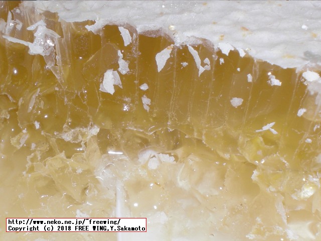 ハンガリー産の外国産の巣蜜の写真