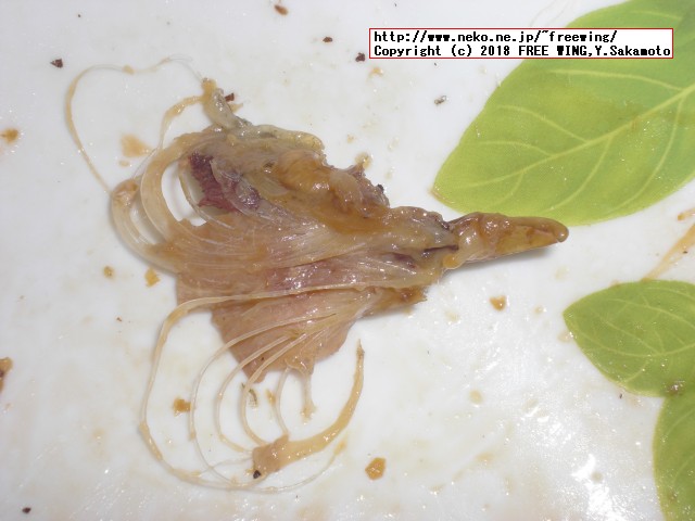 ふるさと納税 四万十うなぎ蒲焼き（超々特大）2本セット 約600g超！