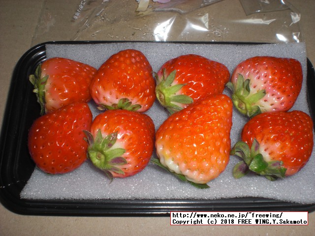 佐賀県 白石町から「ふるさと納税」の返礼品の「さがほのか」いちごパック 6パックが届きました