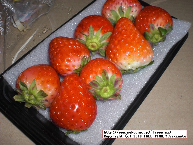 佐賀県 白石町から「ふるさと納税」の返礼品の「さがほのか」いちごパック 6パックが届きました