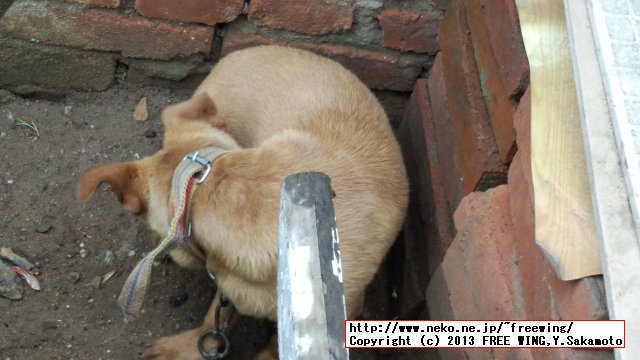 ペット用グルーミング ブラシ Petsy