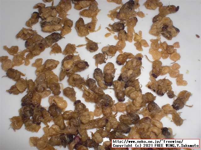 信州蜂蜜本舗 - おらん家の蜂の子 缶詰 200g