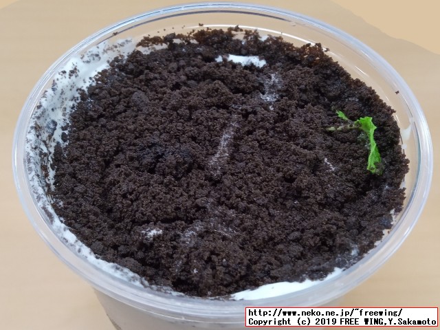 三軒茶屋の鹿角巷 THE ALLEY（ジ　アレイ ルージャオシャン）の盆栽タピオカミルクティーの写真