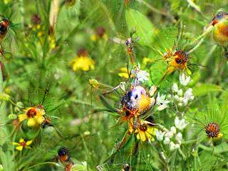 NVIDIA Jetson Nanoで Google DeepDreamを動かしてキモイ絵を量産する方法