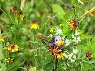 NVIDIA Jetson Nanoで Google DeepDreamを動かしてキモイ絵を量産する方法