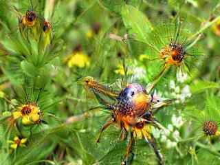 NVIDIA Jetson Nanoで Google DeepDreamを動かしてキモイ絵を量産する方法