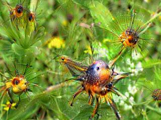 NVIDIA Jetson Nanoで Google DeepDreamを動かしてキモイ絵を量産する方法