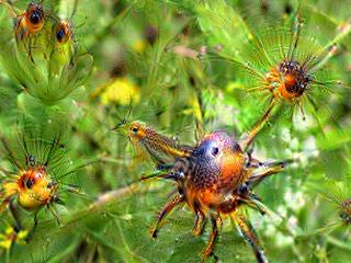 NVIDIA Jetson Nanoで Google DeepDreamを動かしてキモイ絵を量産する方法