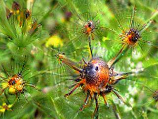 NVIDIA Jetson Nanoで Google DeepDream NVCaffeを動かしてキモイ絵を量産する方法