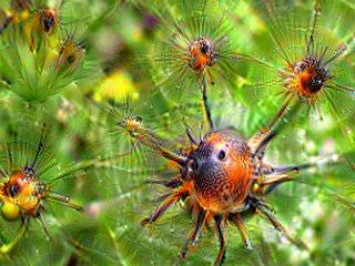 NVIDIA Jetson Nanoで Google DeepDream NVCaffeを動かしてキモイ絵を量産する方法