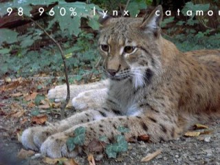 NVIDIA Jetson Nano CUDA サンプルプログラム