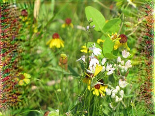 AlexeyAB/darknet版 ラズパイで darknet nightmareでグロ画像を生成（バグってる）